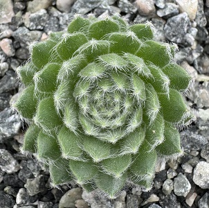Sempervivum 'Lively Bug'